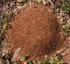 A Typical Ant Hill