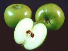 Apple Seeds