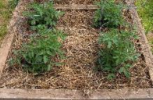 Mulched Tomato Plants