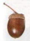 Acorn