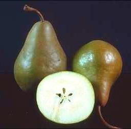 Pear Seeds