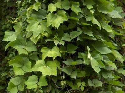 Kudzu Leaves