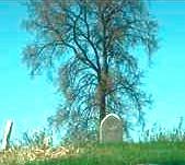 Tree and Graves